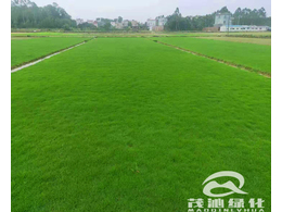 惠州市草坪基地供应商